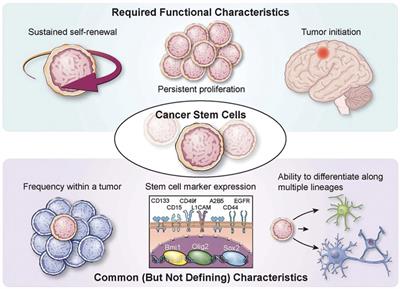 Glioma Stem Cells as Immunotherapeutic Targets: Advancements and Challenges